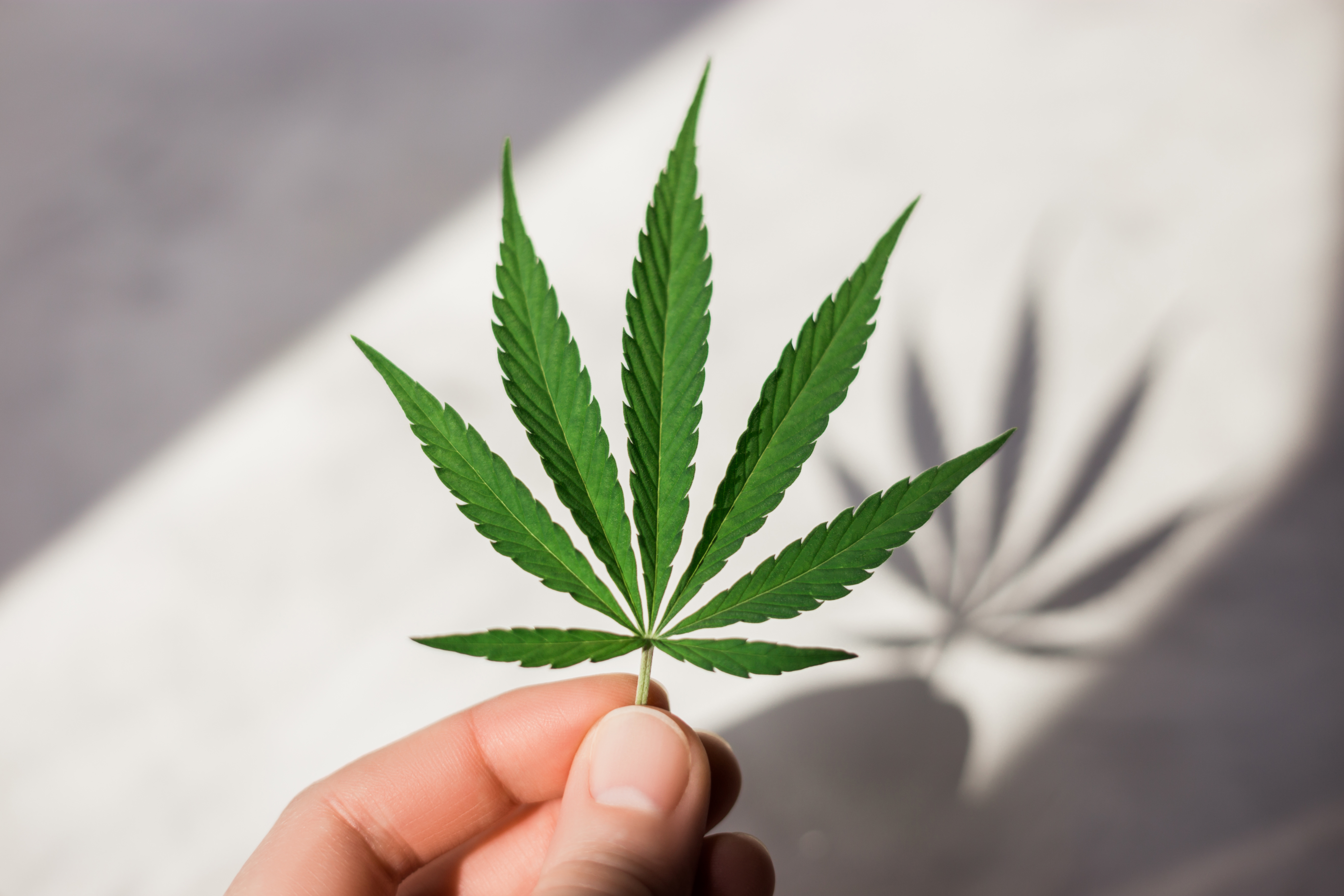 Cannabis packaging recycling program takes off in Massachusetts.