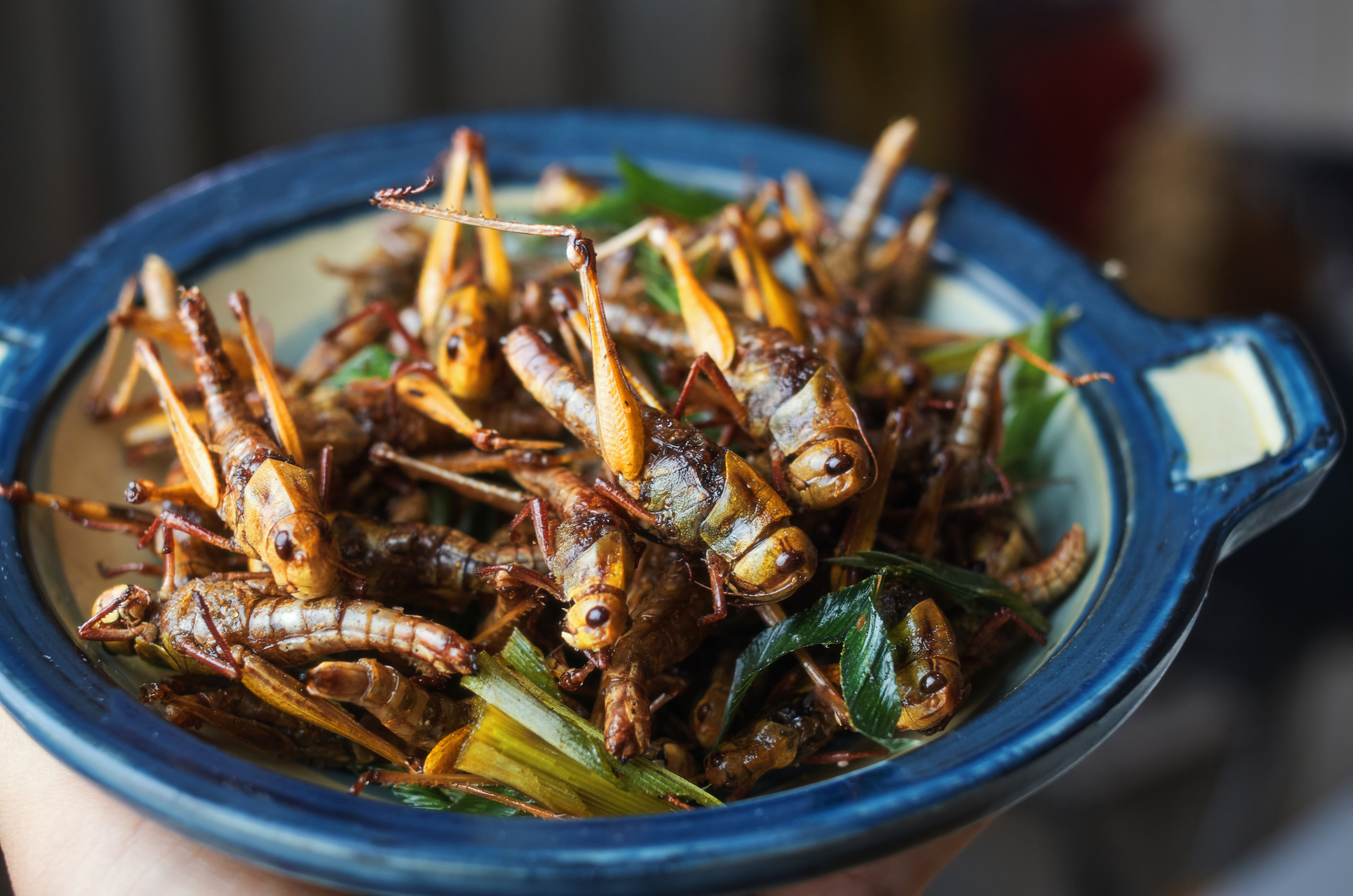 Insect Food Getty Images 1320795782