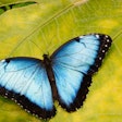 Butterfly wing surfaces feature textures that naturally repeal water and dirt, similar to lotus flower leaves.