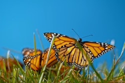 Biomimicry 3.8 is rethinking the circular economy with inspiration from natural cycles.