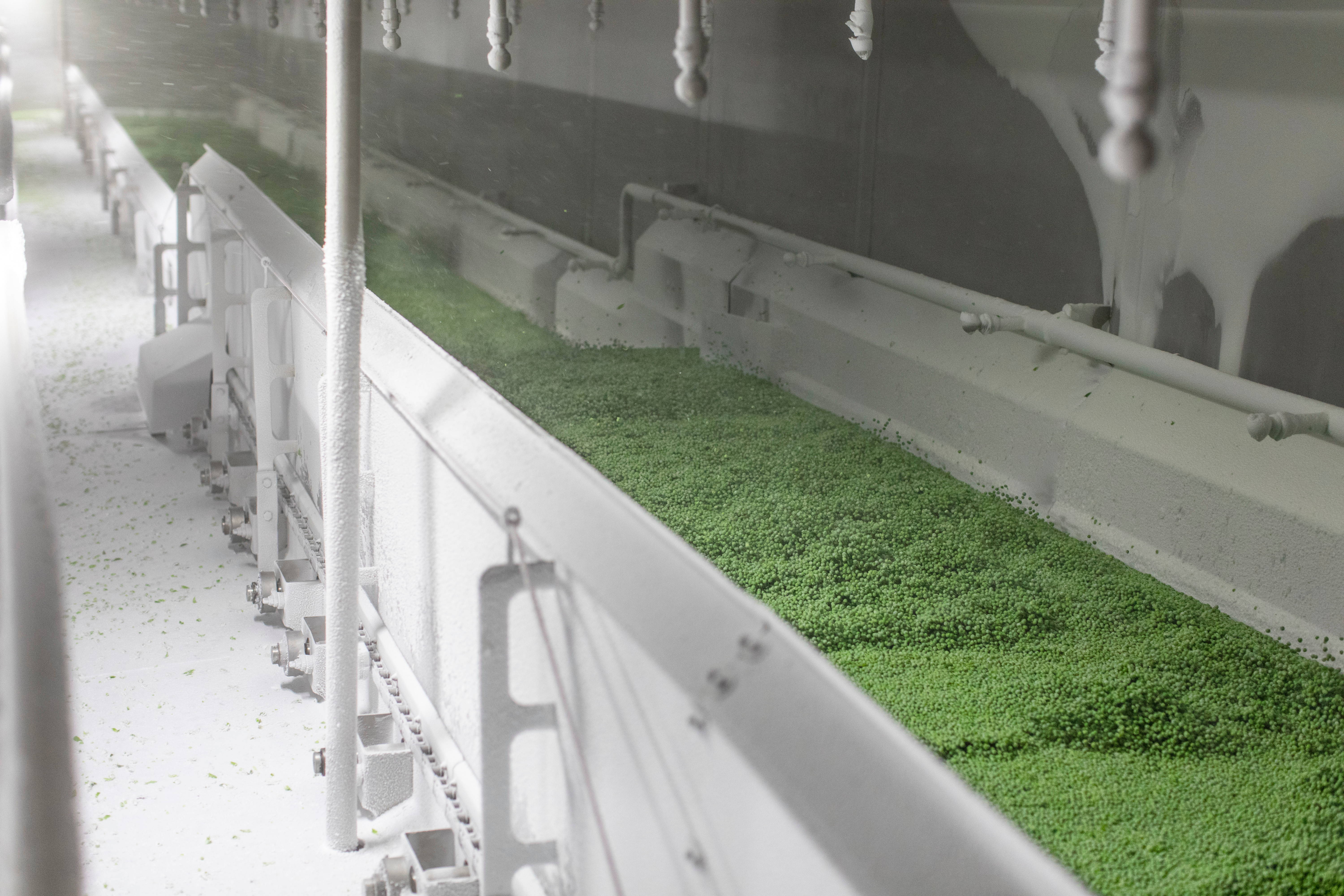 Foodhills FPS tunnel freezer frozen peas