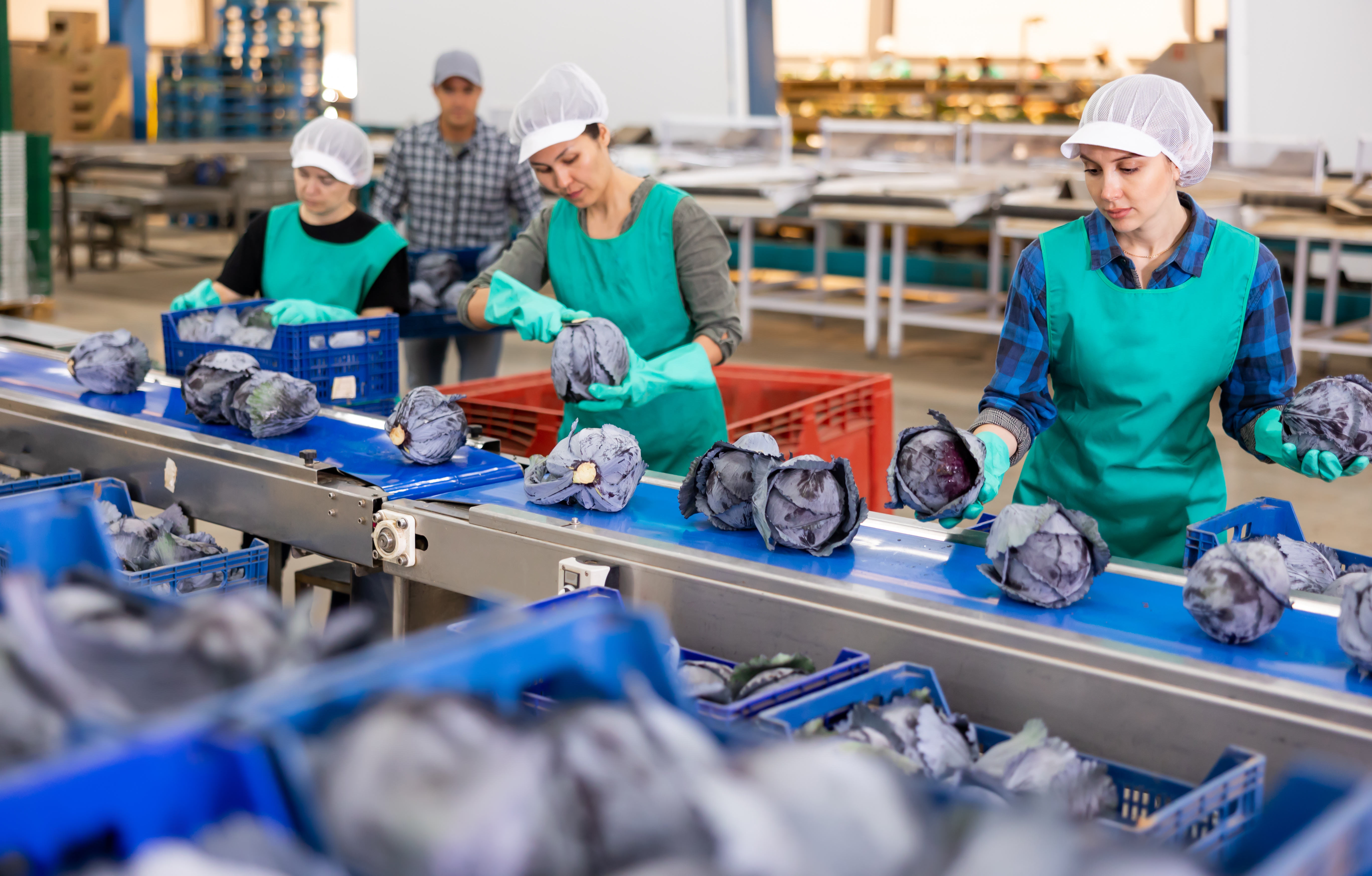 Workers in green vests sorting purple cabbage on a factory conveyor line
