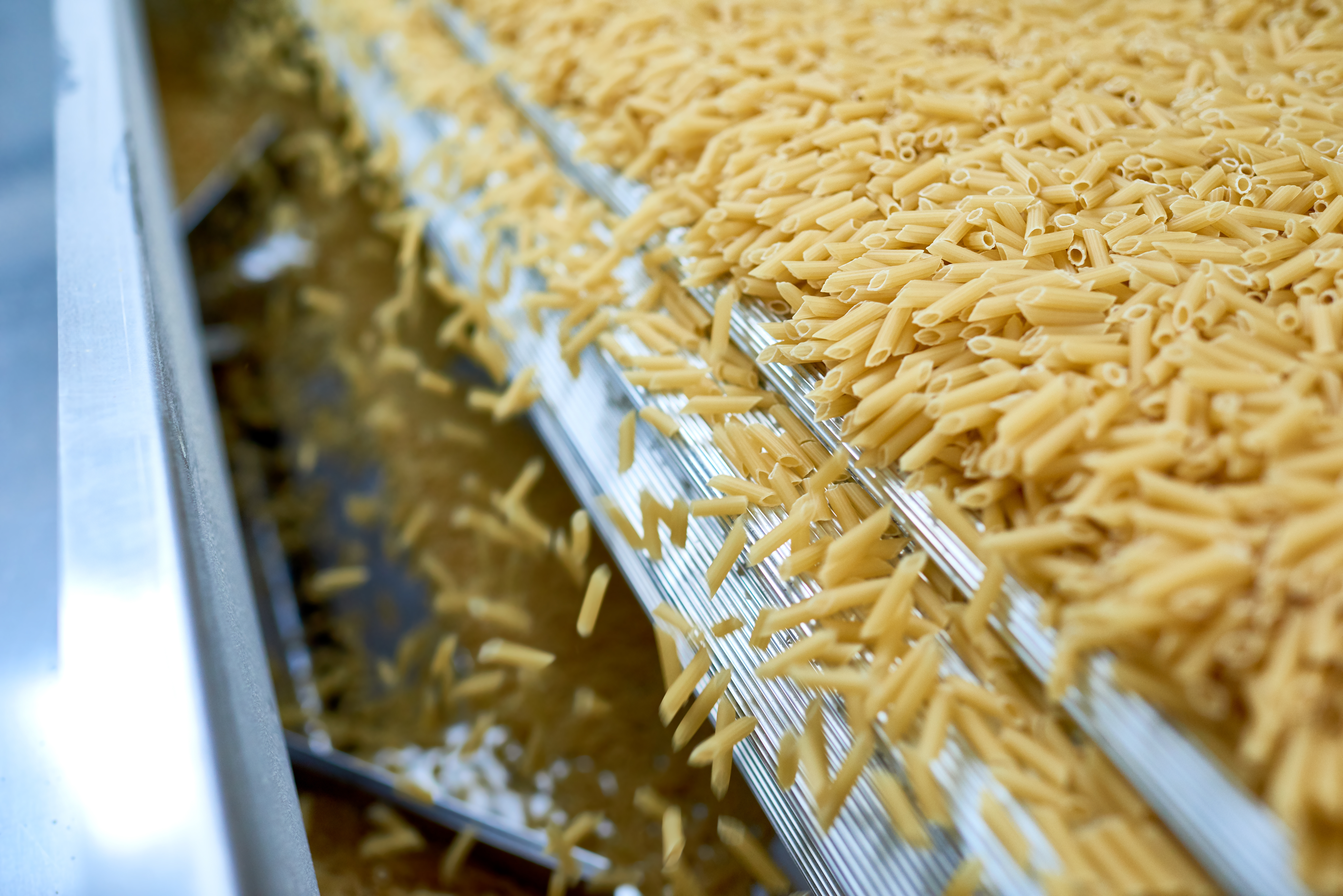 Uncooked pasta noodles moving on industrial processing conveyor