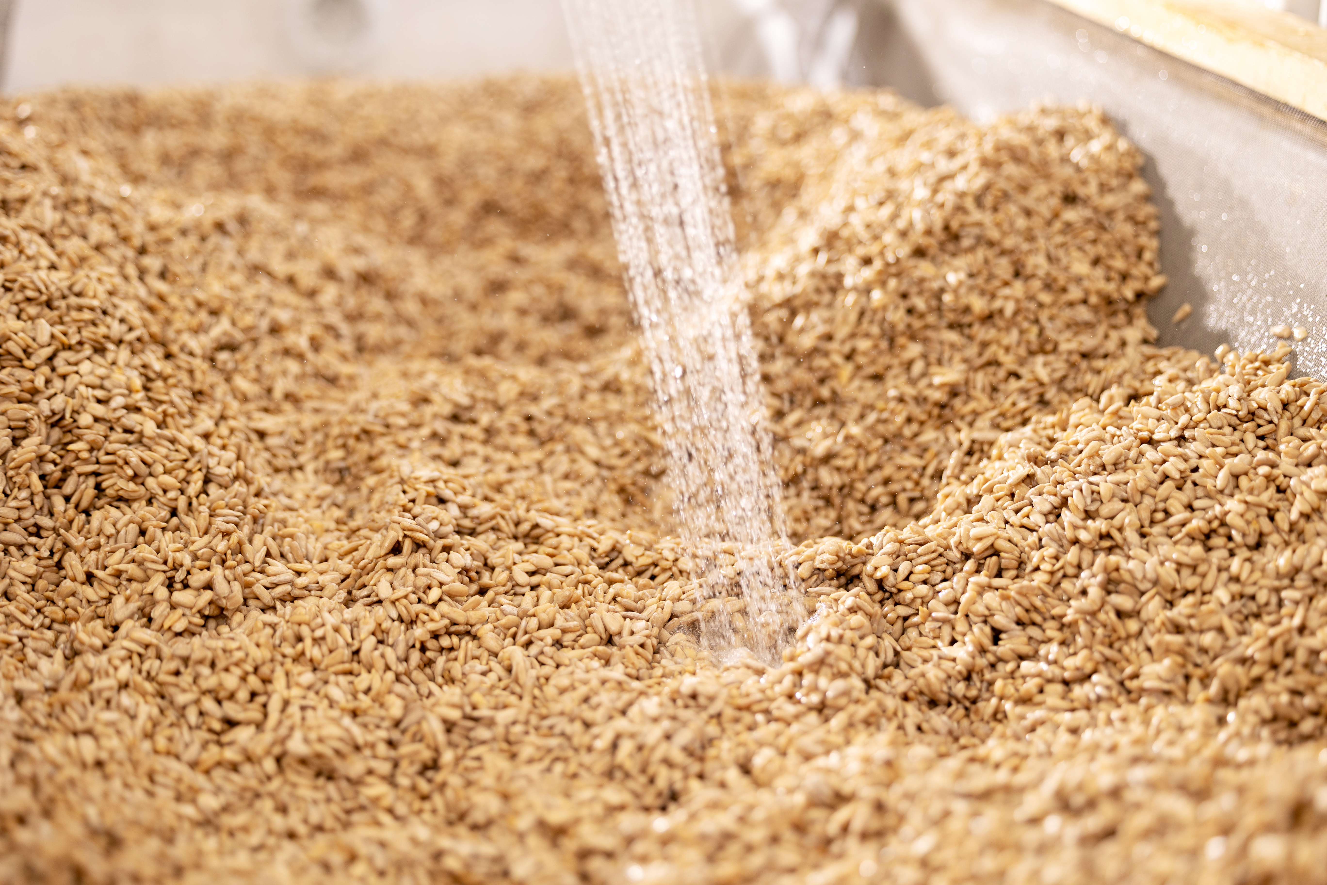 Water streaming over golden wheat or barley grains in a metal container