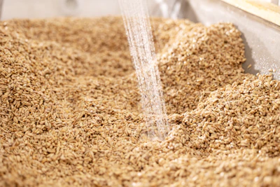 Water streaming over golden wheat or barley grains in a metal container