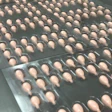 By combining advanced engineering with application-specific design, these systems enable consistent, damage-free handling while maintaining precise orientation and accurate placement throughout the packaging process.