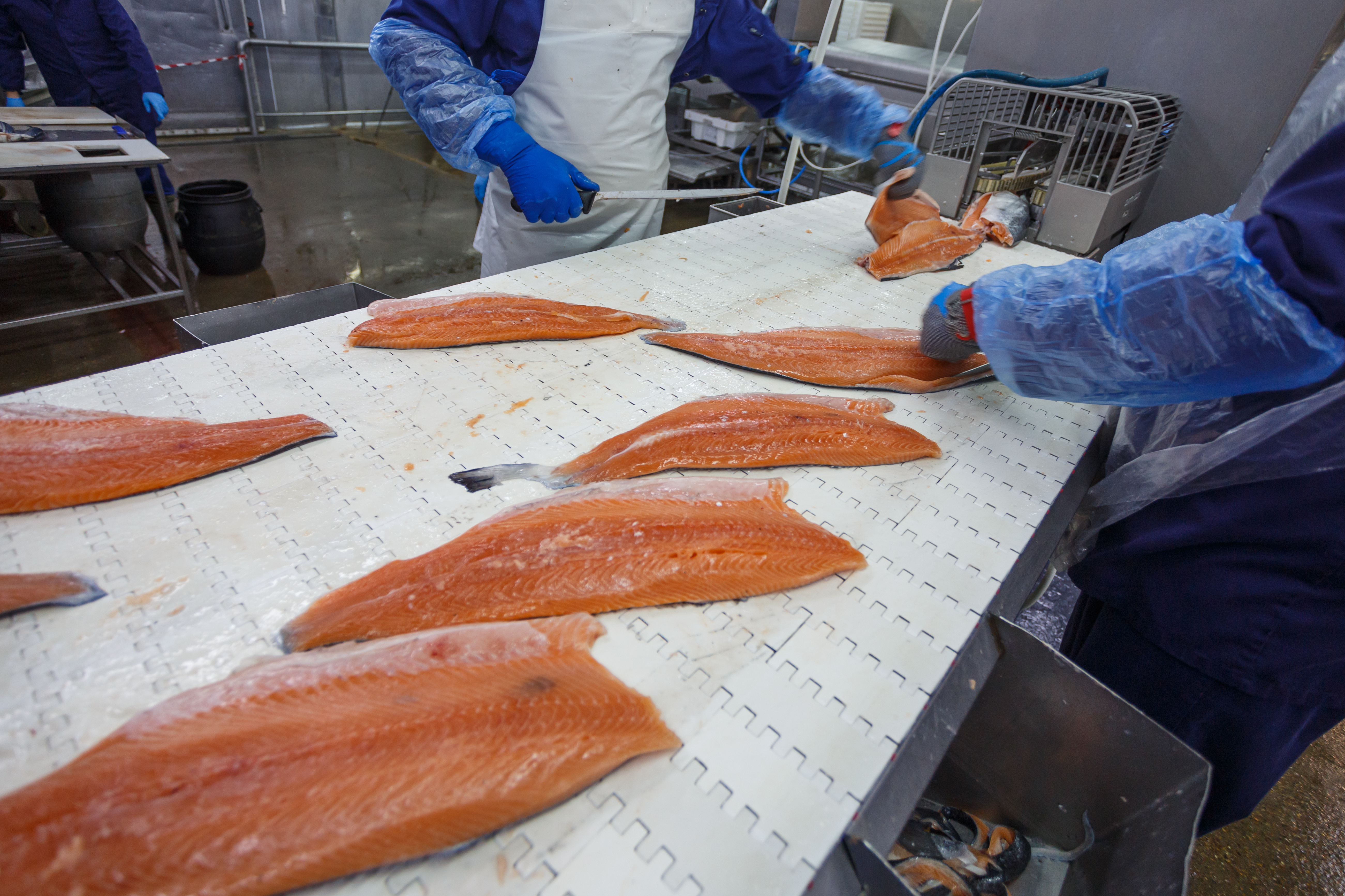 Workers in protective gear processing salmon fillets on a gridded work surface in a commercial kitchen facility